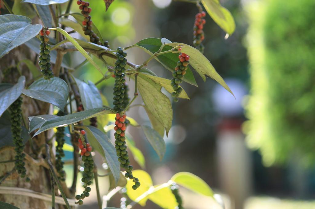 Green Ark Resorts Thekkady Dış mekan fotoğraf