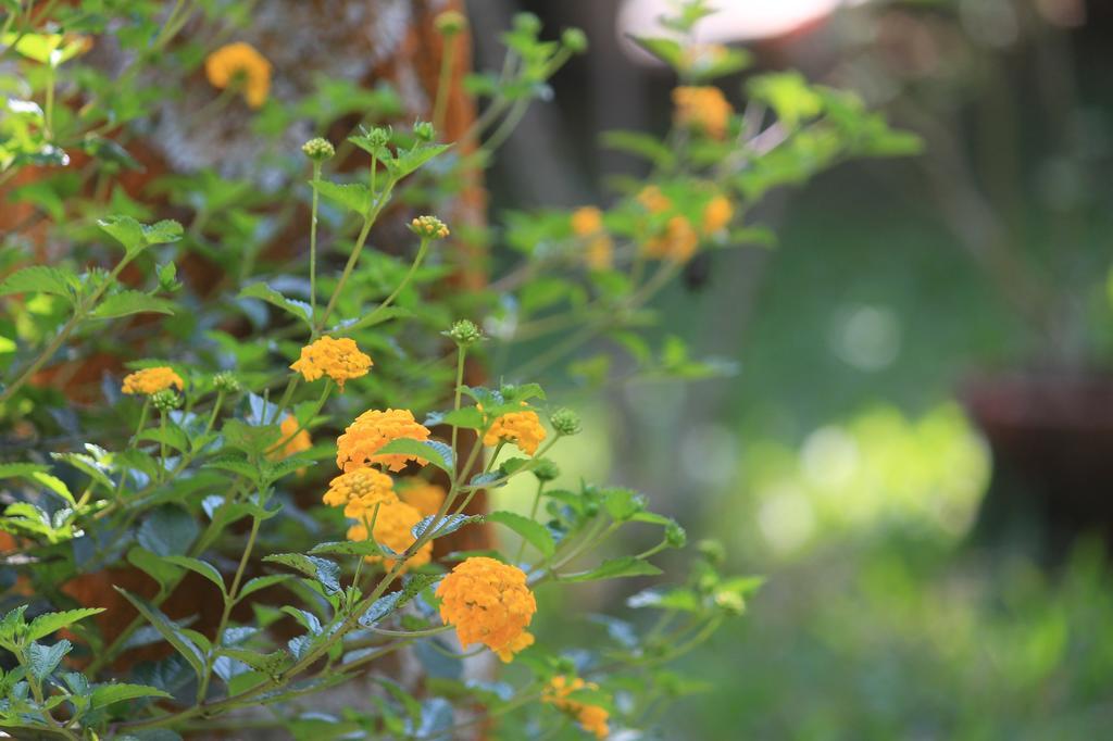 Green Ark Resorts Thekkady Dış mekan fotoğraf